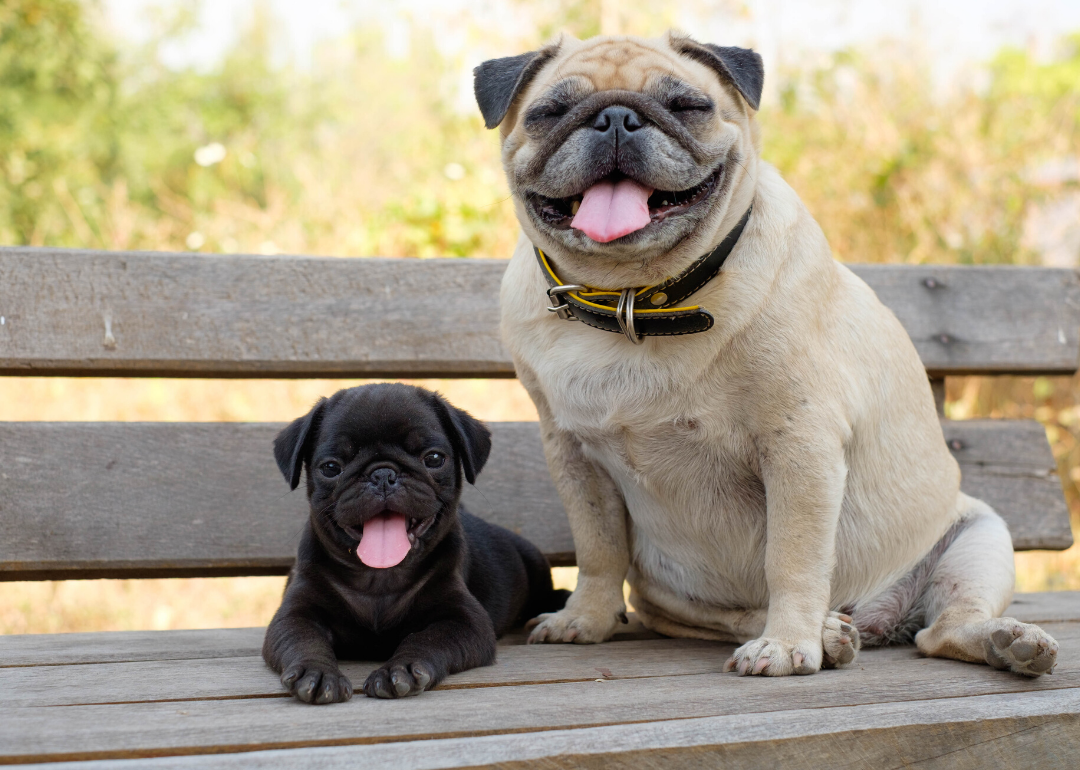 Our concept of breed in dogs is fairly recent
